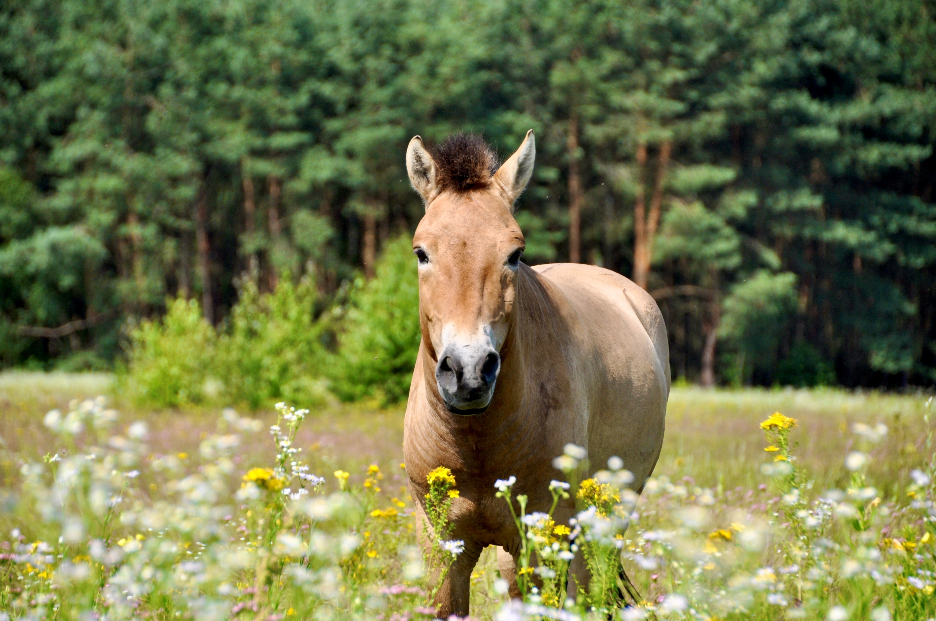 Wildpferd auf Campo Pond