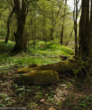 Bulau-Natur-Auenwald